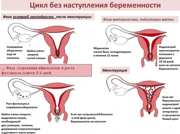Изменения в организме женщины на 1 неделе беременности: менструация