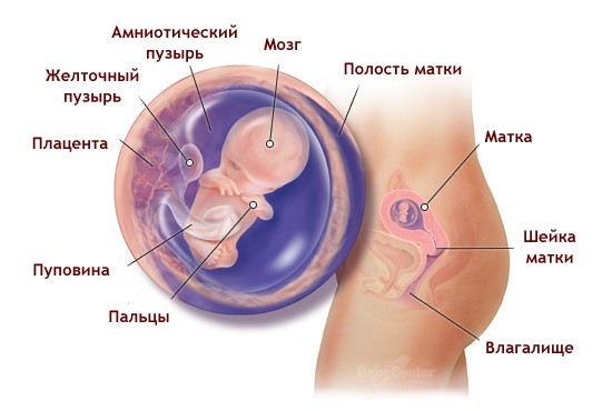 Что происходит в организме женщины на 9 неделе беременности