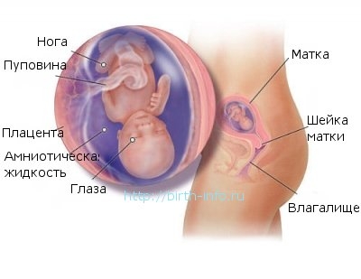 Что происходит в организме женщины на 14 неделе беременности