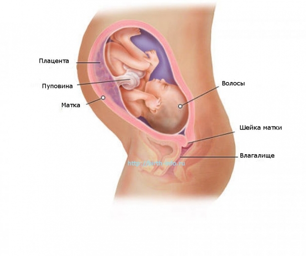 Что происходит в организме женщины на 31 неделе беременности