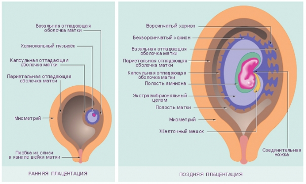 Строение плаценты в начале и в конце беременности