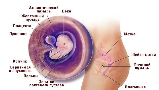 Что происходит в организме женщины на 6 неделе беременности