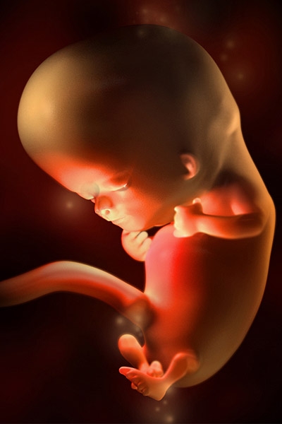 Фото плода на 10 неделе беременности (возраст плода 9 недель)