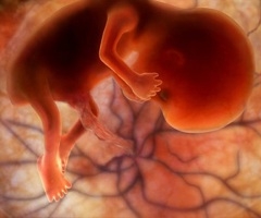 Фото плода на 11 неделе беременности (возраст плода 10 недель)