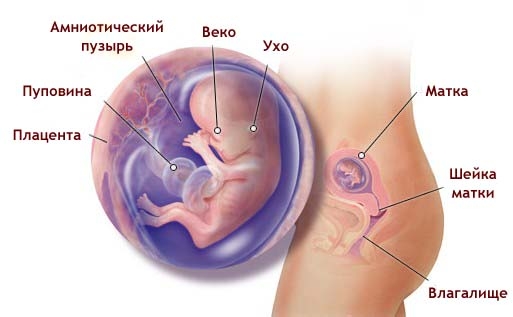 Что происходит в организме женщины на 11 неделе беременности