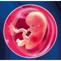 7 неделя беременности по акушерскому сроку thumbnail