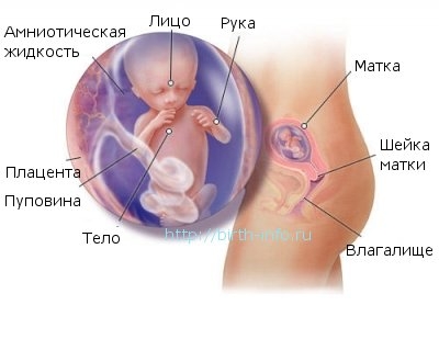 Что происходит в организме женщины на 13 неделе беременности