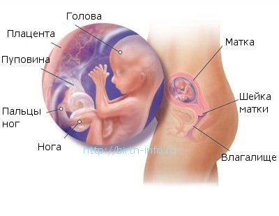 Что происходит в организме женщины на 15 неделе беременности