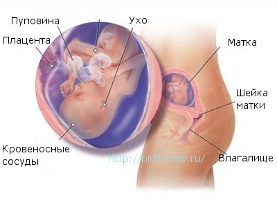 Что происходит в организме женщины на 17 неделе беременности