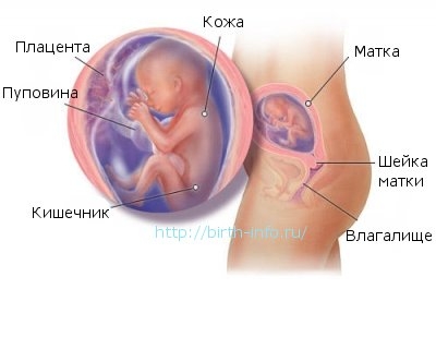 Что происходит в организме женщины на 19 неделе беременности