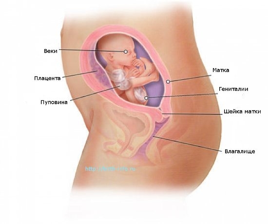 Что происходит в организме женщины на 20 неделе беременности
