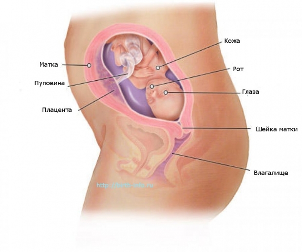 Что происходит в организме женщины на 21 неделе беременности