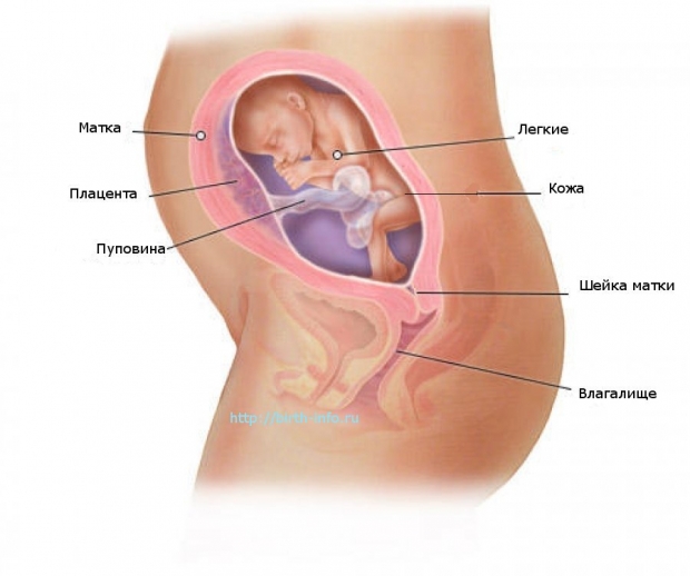 Что происходит в организме женщины на 23 неделе беременности