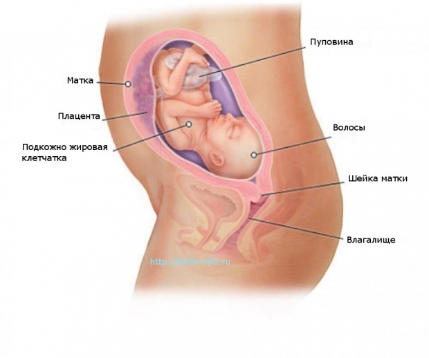 Что происходит в организме женщины на 24 неделе беременности
