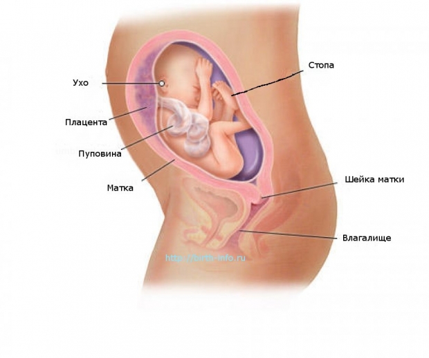 Что происходит в организме женщины на 25 неделе беременности