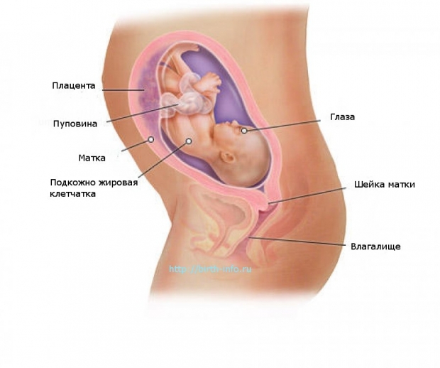 Что происходит в организме женщины на 27 неделе беременности