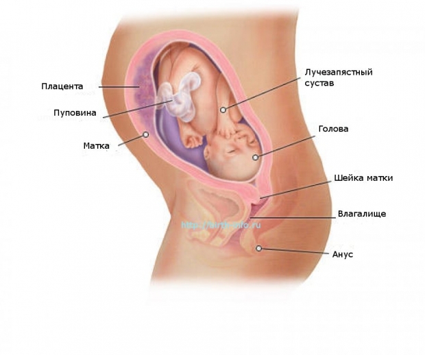 Что происходит в организме женщины на 28 неделе беременности