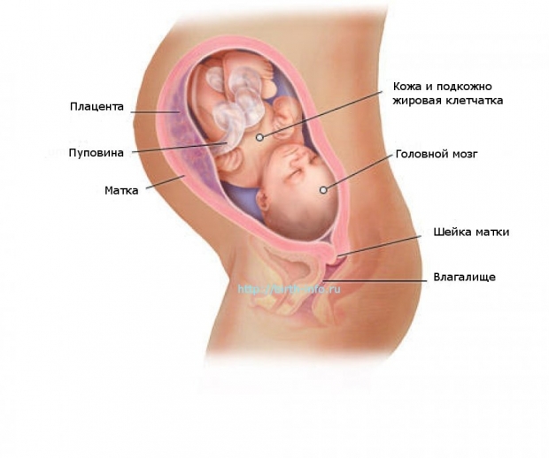 Что происходит в организме женщины на 32 неделе беременности