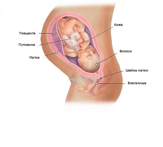 Что происходит в организме женщины на 36 неделе беременности