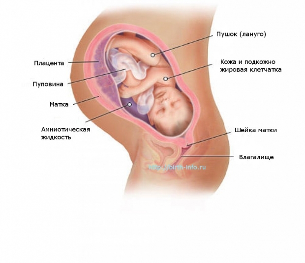 Что происходит в организме женщины на 38 неделе беременности