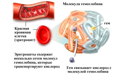 Какие продукты повышают гемоглобин в крови после родов