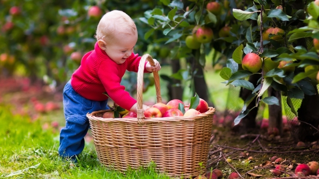 Можно ли давать ребенку яблоко