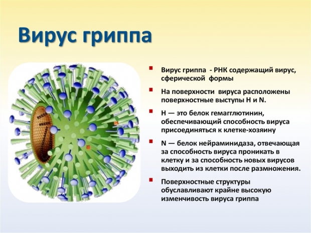 Штаммы гриппа 2019-2020 года